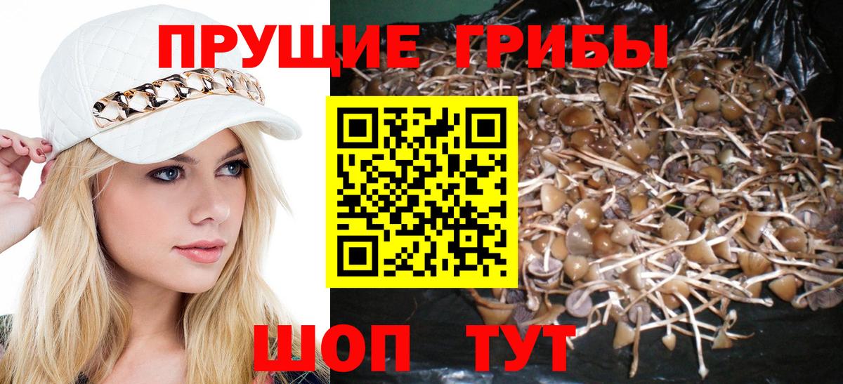 Галлюциногенные грибы MAGIC MUSHROOMS  наркошоп  Михайловка  Вход с VPN  Галлюциногенные грибы Cubensis 